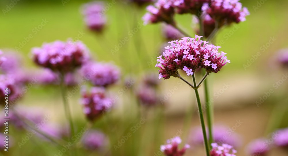 Beautiful close-up of verbena officinalis Beautiful close-up of verbena officinalis