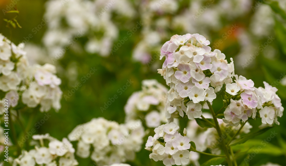 Beautiful close-up of white phlox paniculata flowers Beautiful close-up of white phlox paniculata flowers