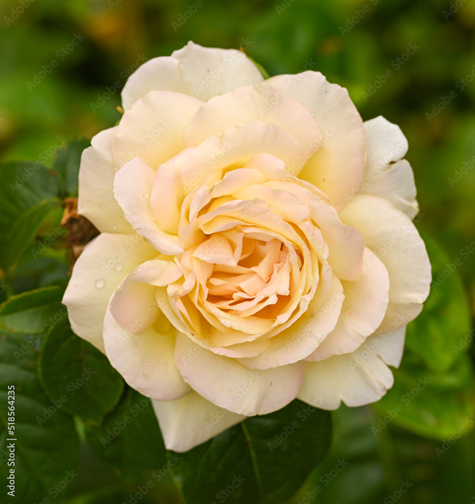 Beautiful close-up of a rose garden Beautiful close-up of a rose garden
