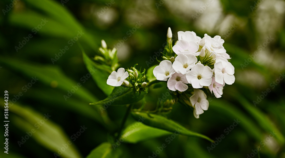 Beautiful close-up of white phlox paniculata flowers Beautiful close-up of white phlox paniculata flowers