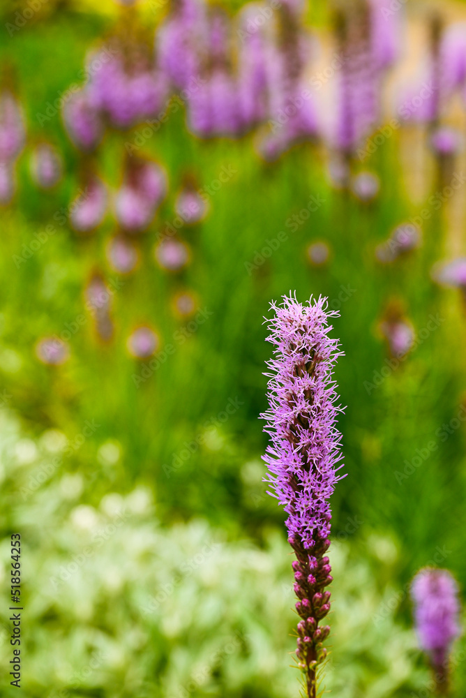 Obraz premium Beautiful close-up of liatris spicata
