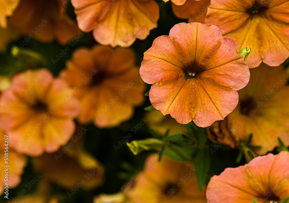 Beautiful close-up of a petunia Beautiful close-up of a petunia