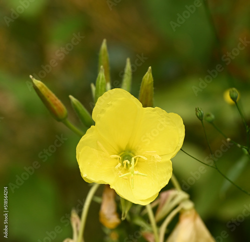 Close-up of oenothera biennis, Enghien