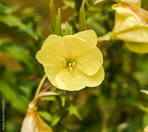 Close-up of oenothera biennis, Enghien