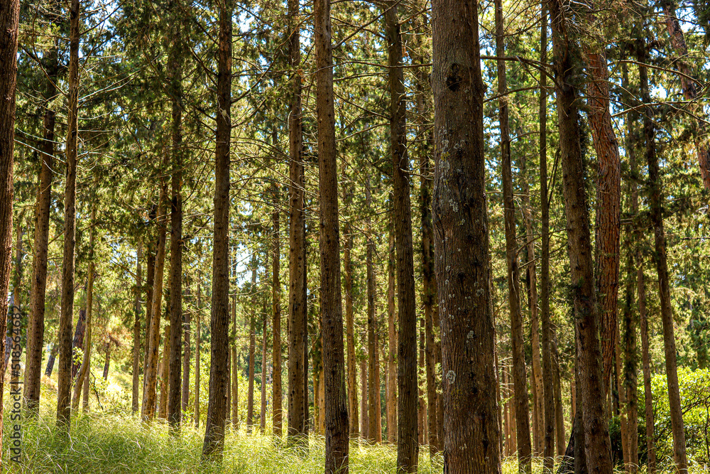 wide-angle perspective forest trees midday wide-angle perspective forest trees midday