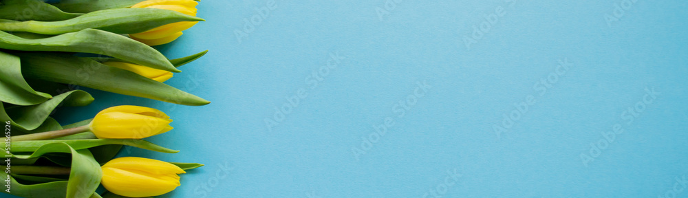 Banner with Yellow tulips on a blue background. A copy space. The concept of a spring, greetings, birthday Banner with Yellow tulips on a blue background. A copy space. The concept of a spring, greetings, birthday