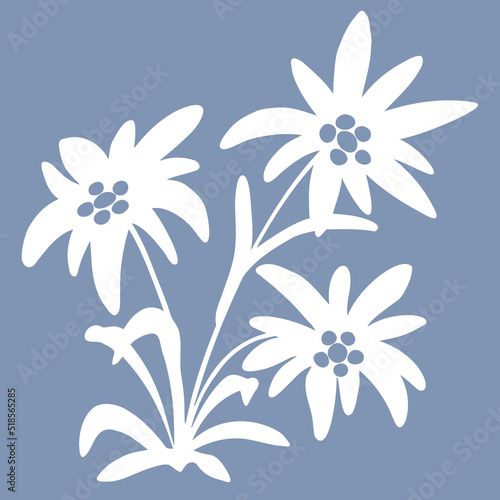 edelweiss flowers. Snow beauty. illustration. Alpine star. swiss symbol. For decoration, prints