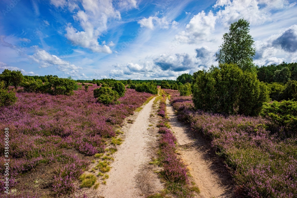 Heidefläche Wacholderwald Heidefläche Wacholderwald