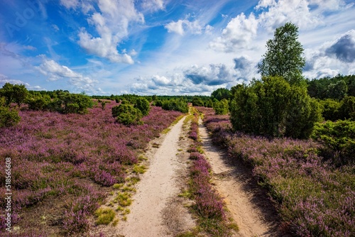 Heidefläche Wacholderwald
