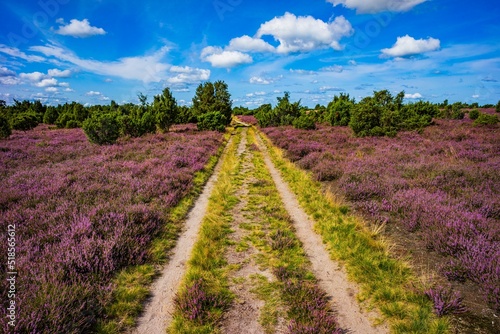 Heidefläche Wacholderwald