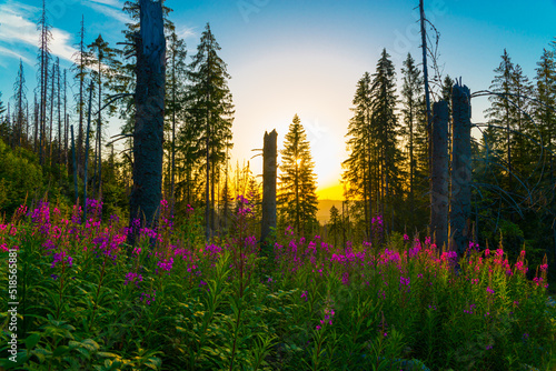 Fototapeta Naklejka Na Ścianę i Meble -  Mountain landscape in the Tatras. The concept of admiring the beautiful views in the mountains. Tatra Mountains in summer.