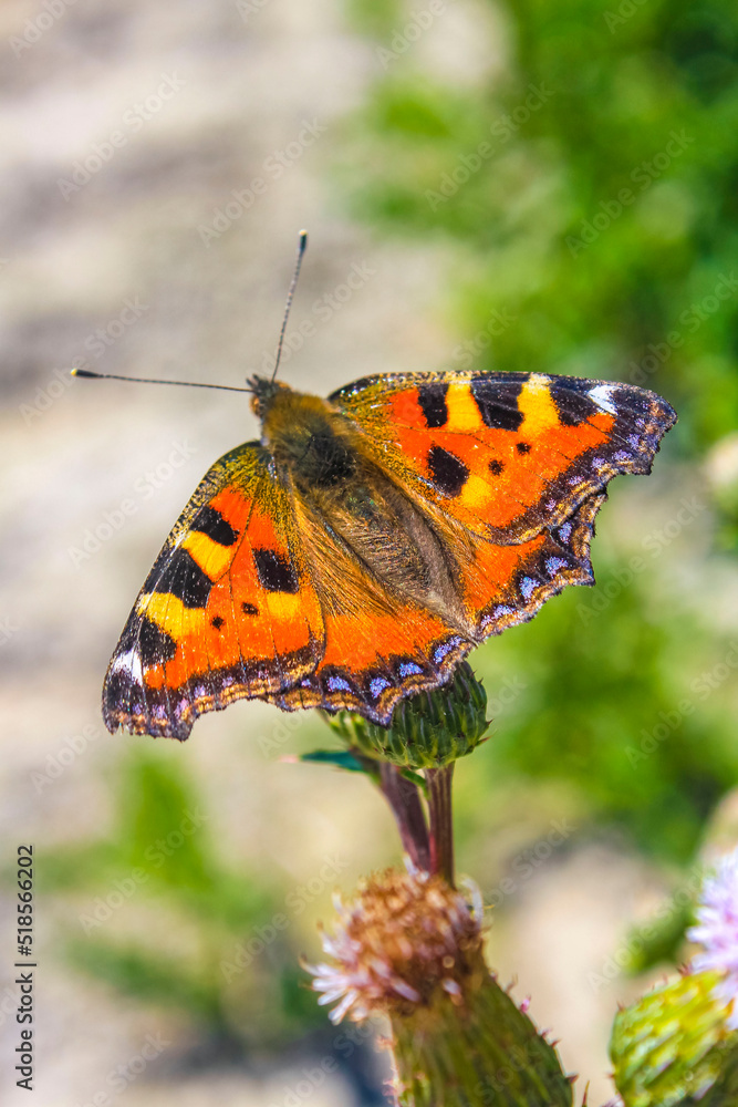Obraz premium Orange butterfly Small Fox Tortoiseshell Aglais urticae on yellow flowers.