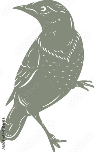 Birds & Blooms Graphics