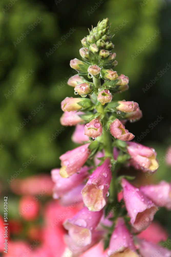 Close up Macro Photo of Pink Arctic Fox Foxglove Flower with Dew Drops Close up Macro Photo of Pink Arctic Fox Foxglove Flower with Dew Drops