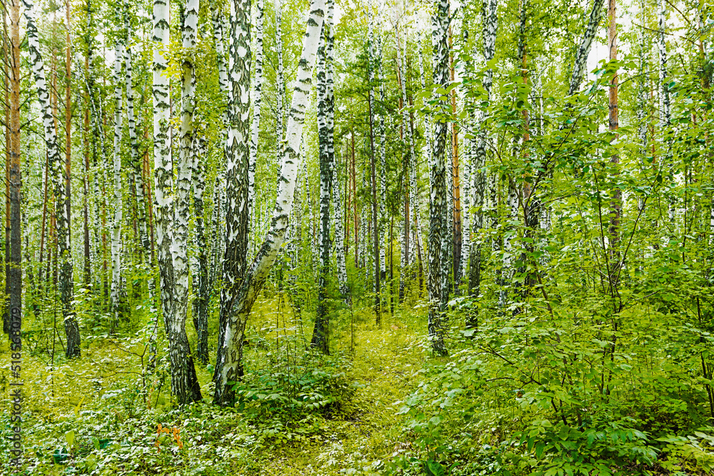 Fragment of dense birch grove and forest in summer or spring Fragment of dense birch grove and forest in summer or spring