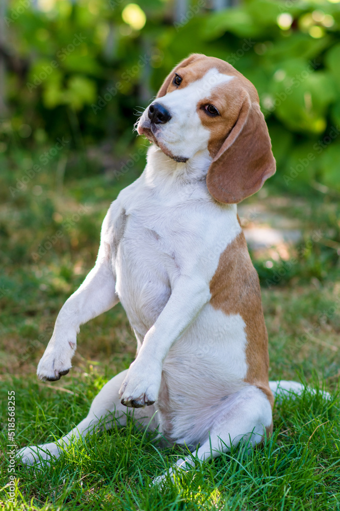 playfull funny beagle dog