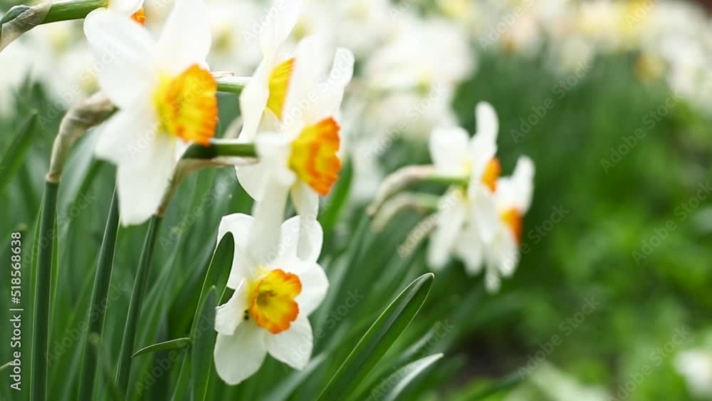 White daffodils with yellow cores sway in the wind White daffodils with yellow cores sway in the wind