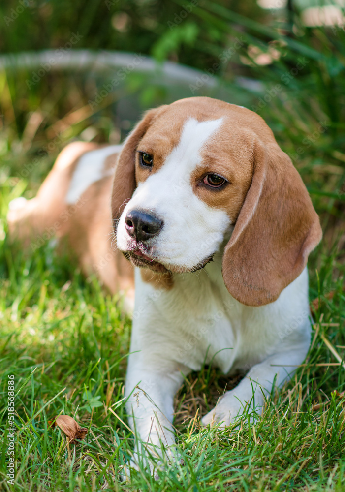 Portrait of a cute beagle dog on a green lawn Portrait of a cute beagle dog on a green lawn