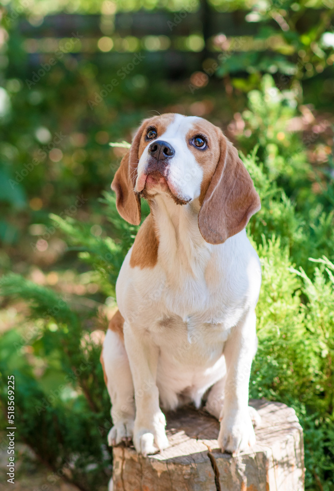 Portrait of a cute beagle dog on a green lawn