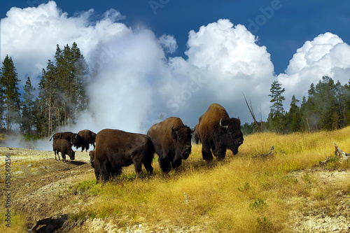 Bisons im Yellowstone NP photo