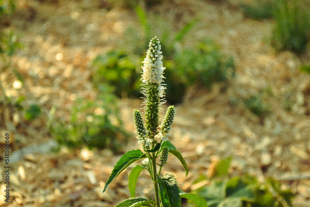 Veronica longifolia plant with white flowers and green leaves close-up against the background of green grass patches in bokeh