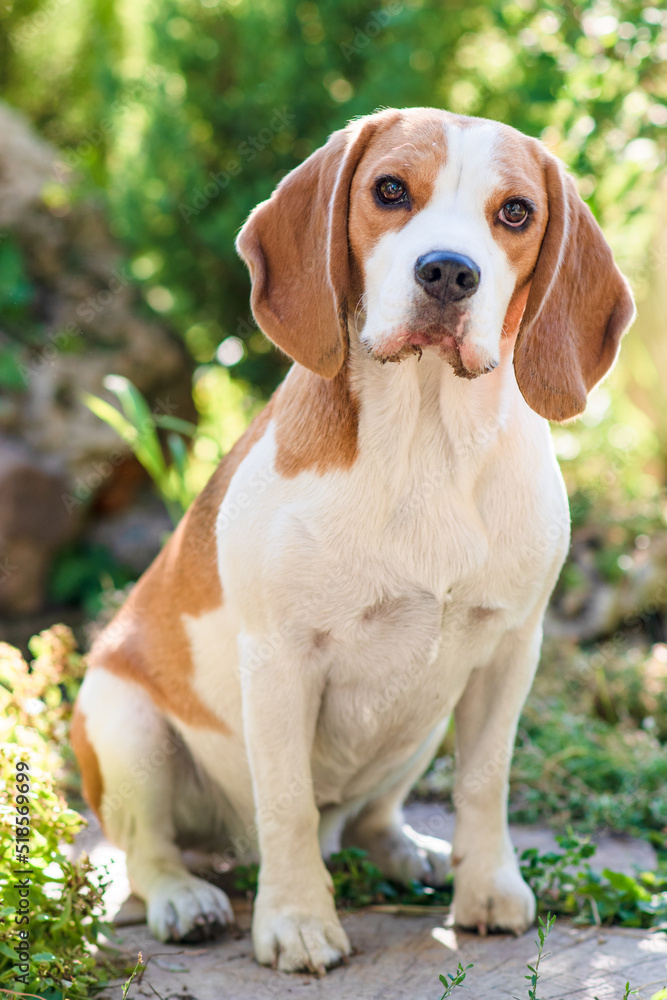 Portrait of a cute beagle dog on a green lawn
