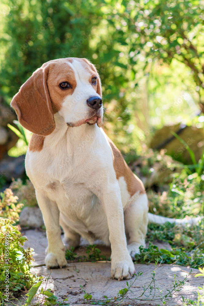 Portrait of a cute beagle dog on a green lawn Portrait of a cute beagle dog on a green lawn