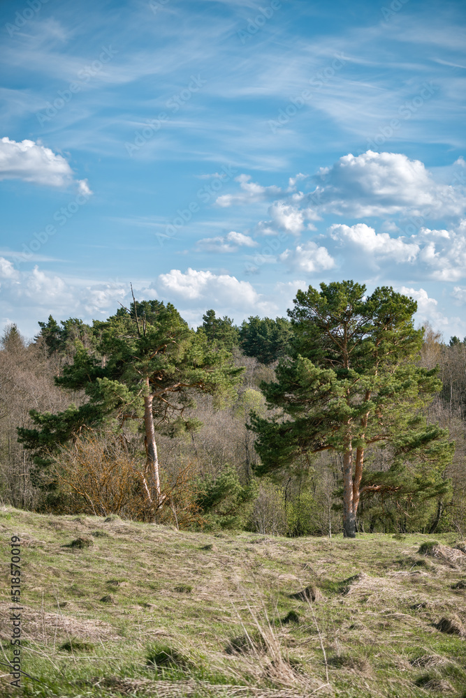 A pair of pine trees on a hill with a forest behind and a cloudy sky.