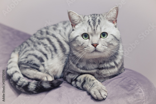 Cute gray striped scottish cat posing on a sofa.