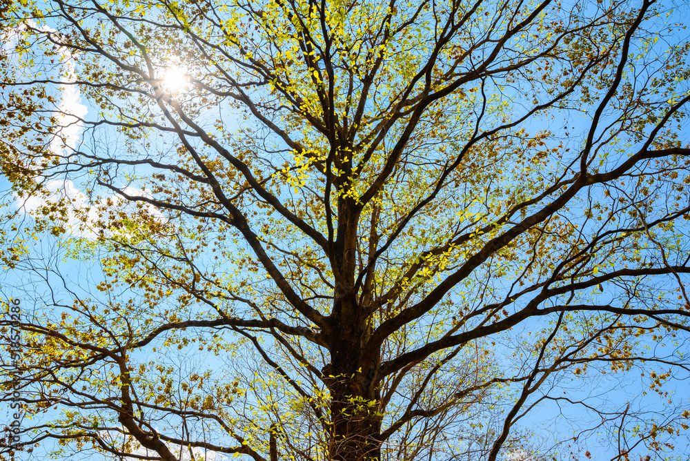 Summer Tree, an old tree budding small yellow leaves in summer with the sun shinning on blue sky Summer Tree, an old tree budding small yellow leaves in summer with the sun shinning on blue sky