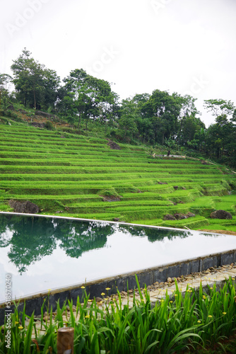 Green landscape of Pu Luong’ rice terrace viewed from a resort pool