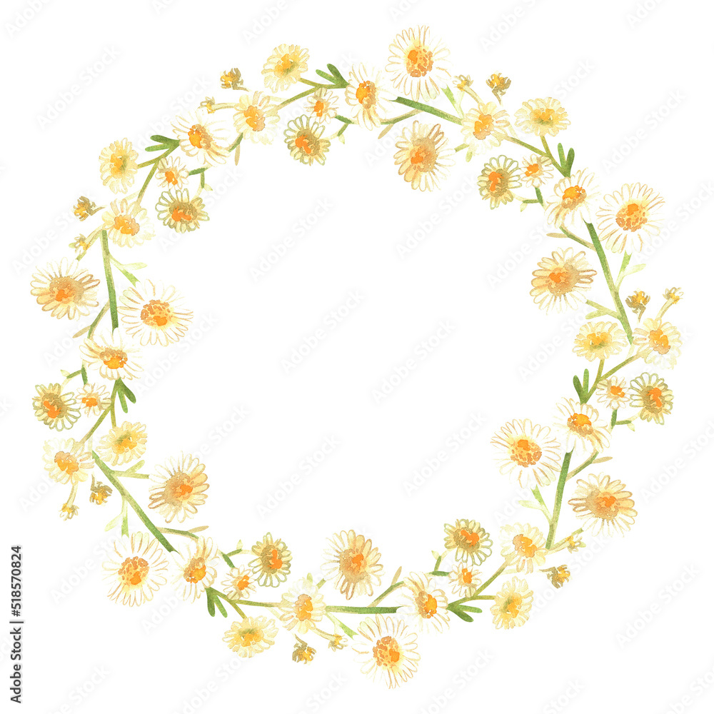 Chamomile wreath. Watercolor illustration. Isolated on a white background. For design.