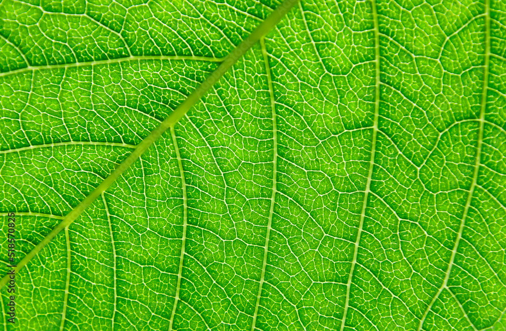 Obraz premium Green leaf close up, background. Macro