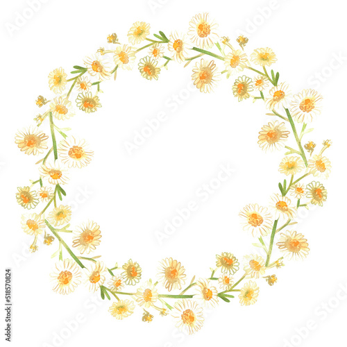 Chamomile wreath. Watercolor illustration. Isolated on a white background. For design.