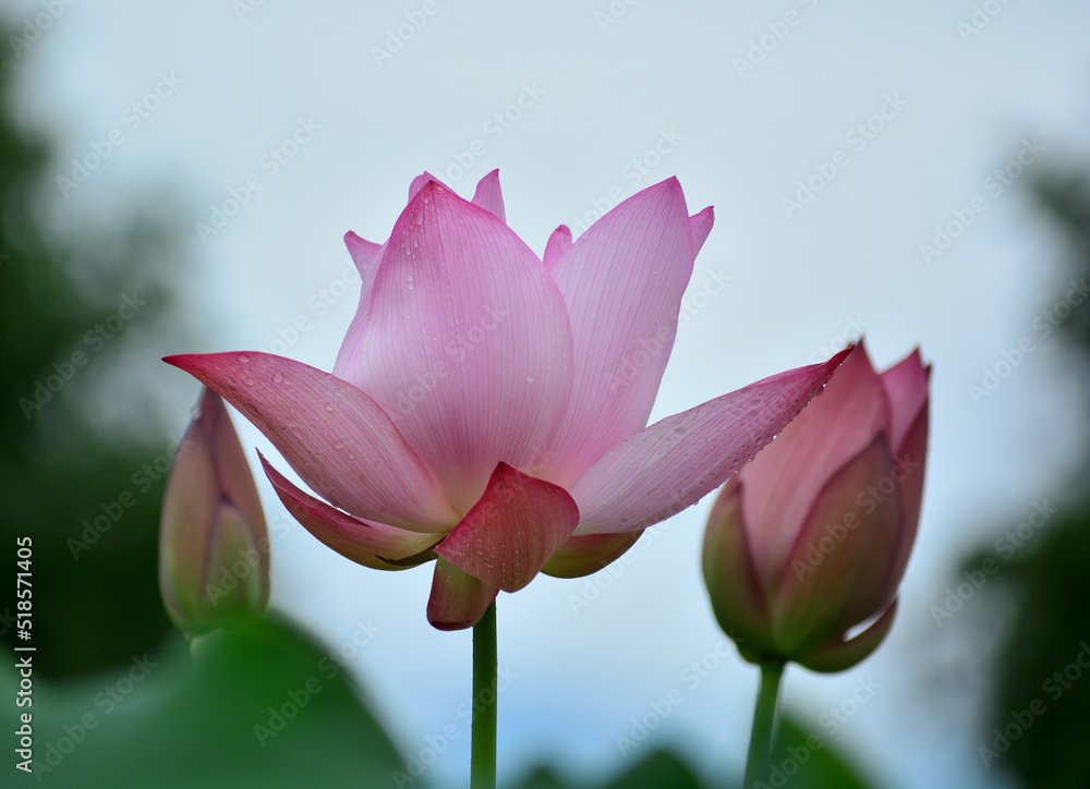 Fototapeta premium ハスの花