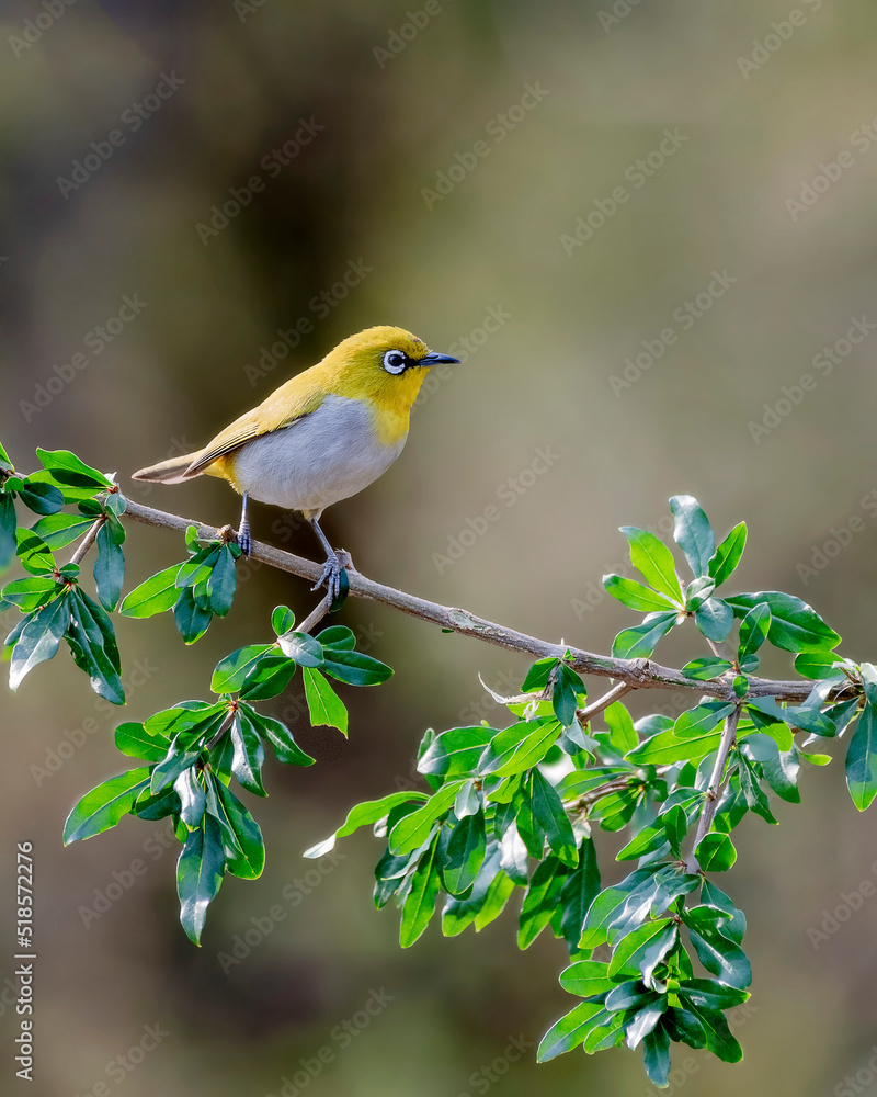 Indian white-eye Indian white-eye