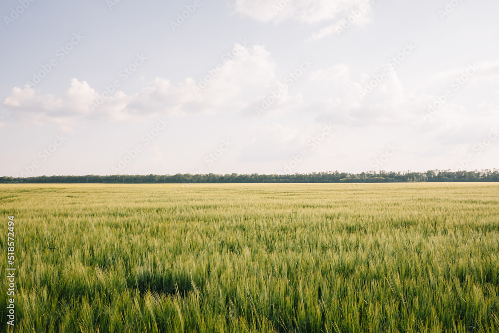 Landscape of a field of young fresh wheat in Ukraine