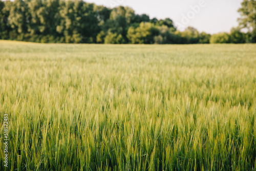 Landscape of a field of young fresh wheat in Ukraine