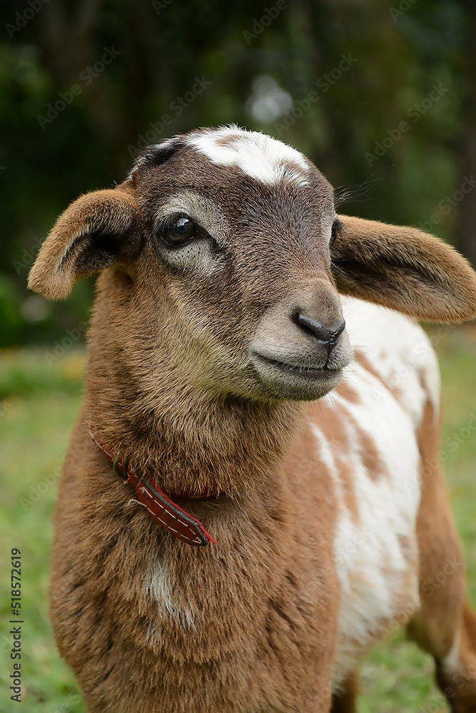 Fototapeta premium Cute goatling Milk