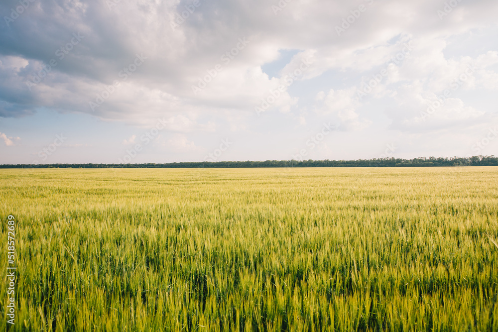 Landscape of a field of young fresh wheat in Ukraine