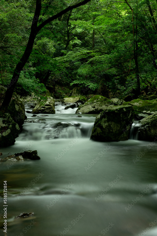 Fototapeta premium 新緑の渓流