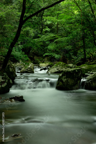 新緑の渓流 © 歌うカメラマン