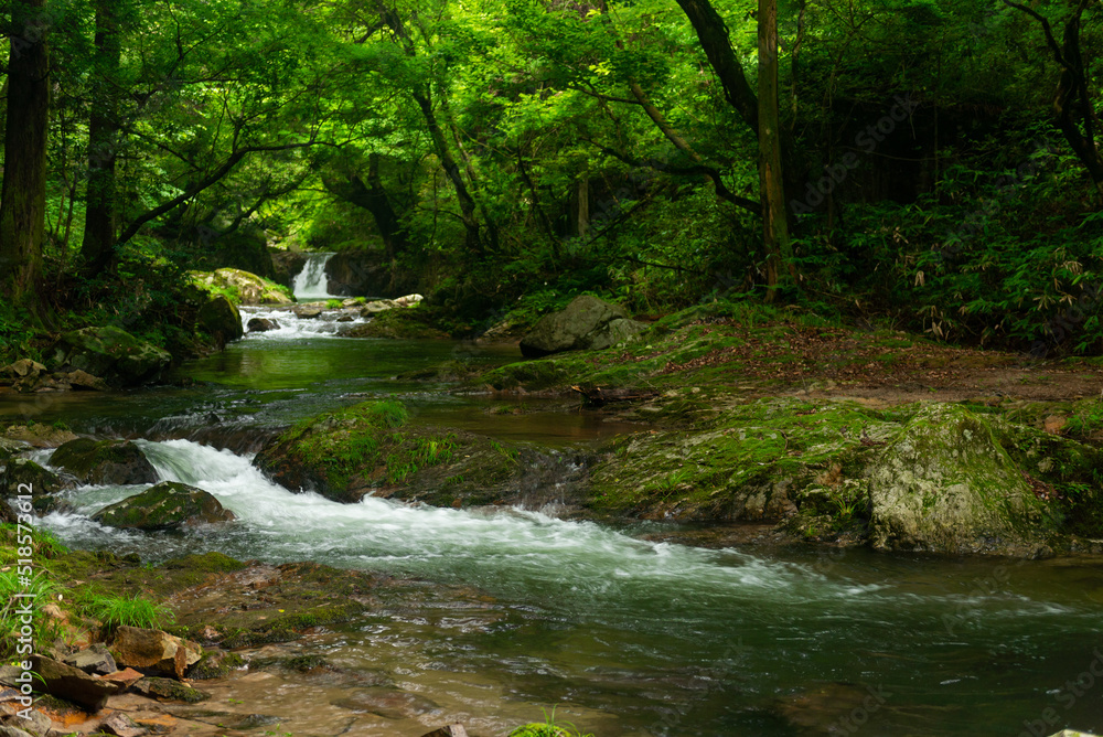 Obraz premium 新緑の渓流
