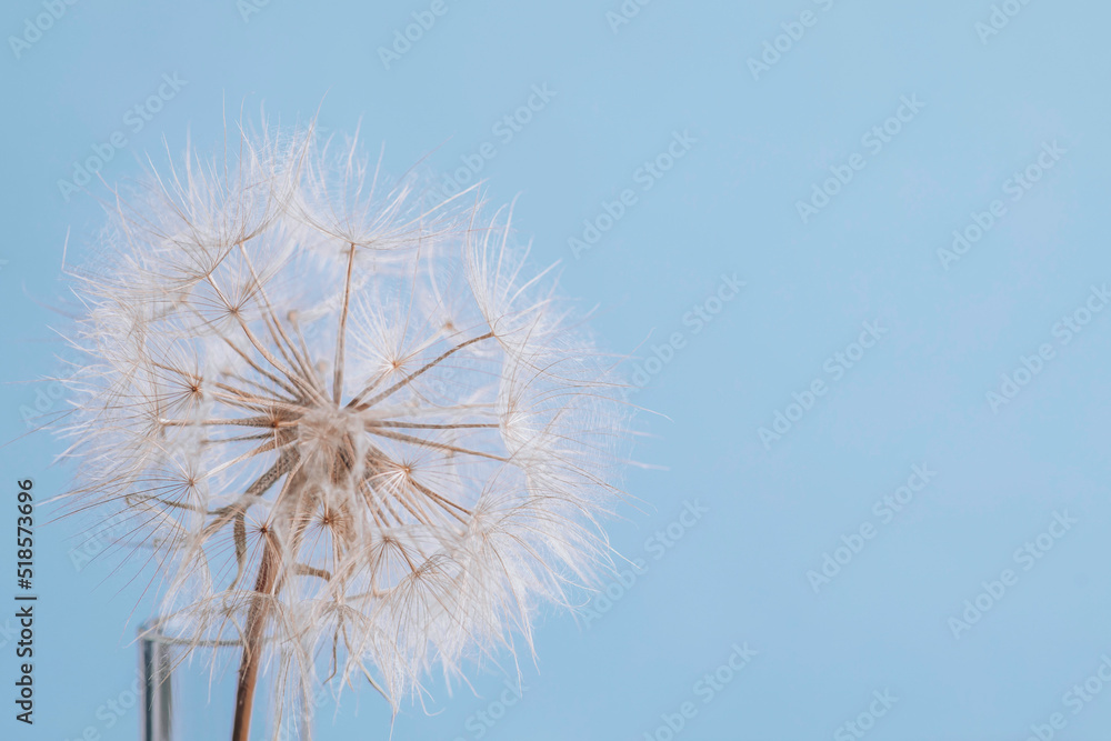 Abstract dandelion flower background. Seed macro closeup. Soft focus.