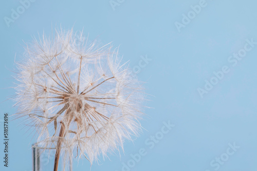 Abstract dandelion flower background. Seed macro closeup. Soft focus.
