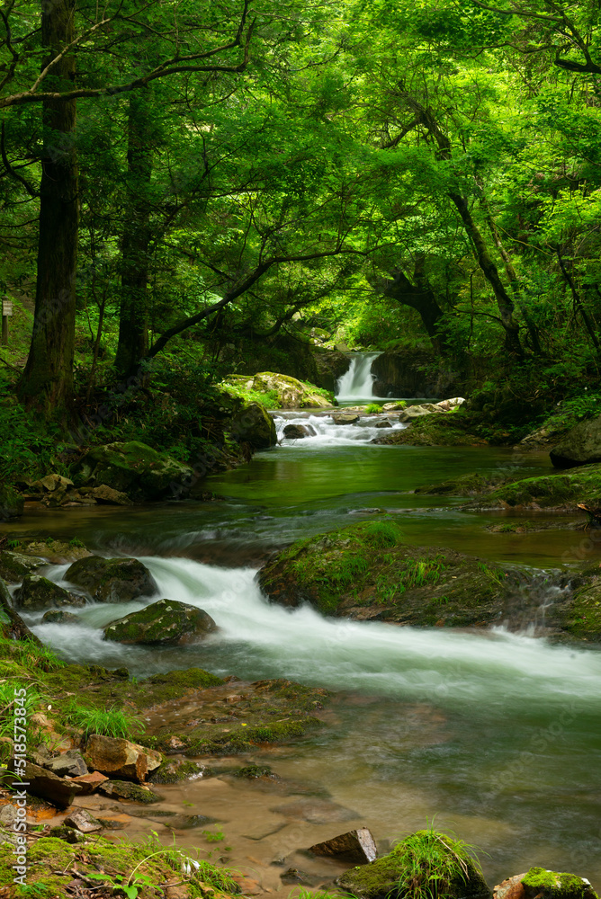 Naklejka premium 新緑の渓流
