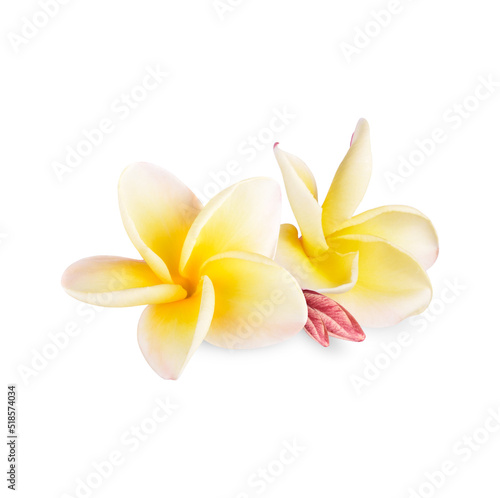 Yellow plumeria rubra flower isolated on white background
