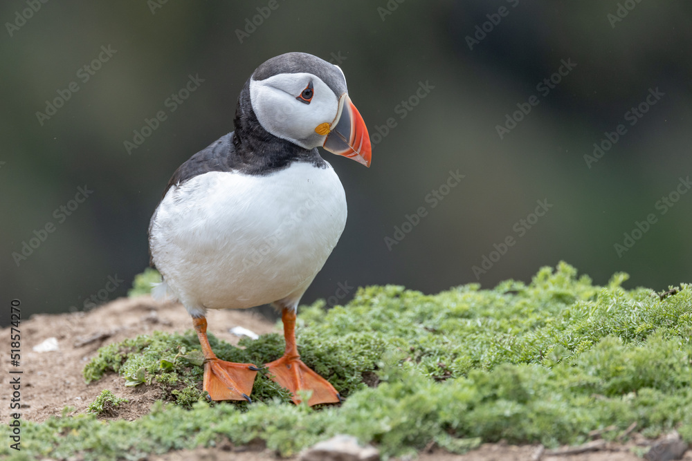 An iconic wild seabird, the Atlantic Puffin (Fratercula arctica) An iconic wild seabird, the Atlantic Puffin (Fratercula arctica)