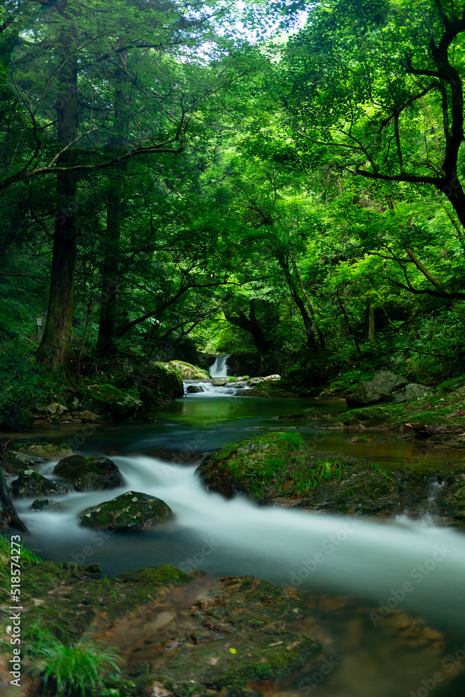 Obraz premium 新緑の渓流