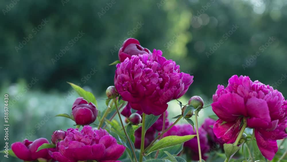 Beautiful peonies in full bloom. Timelapse